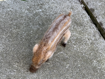 wühlender Frischling – Bild 5