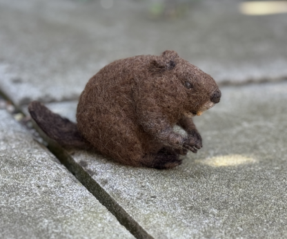 sitzender Biber zufrieden – Bild 3