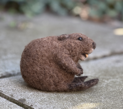 sitzender Biber gemütlich – Bild 2