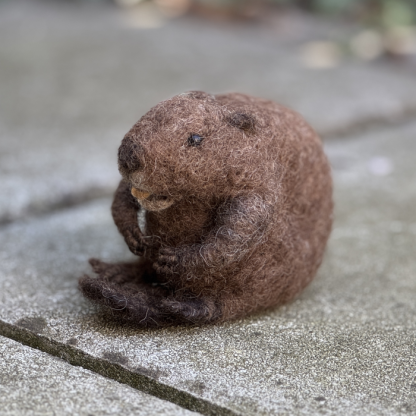 sitzender Biber gemütlich – Bild 4