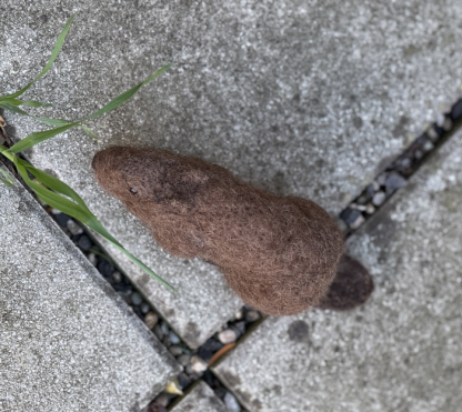 Biber lang – Bild 4