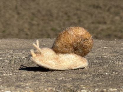 Weinbergschnecke – Bild 2