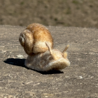 Weinbergschnecke – Bild 3