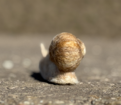 Weinbergschnecke – Bild 4