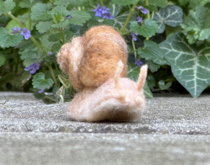Weinbergschnecke – Bild 3