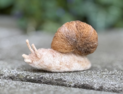 Weinbergschnecke – Bild 4