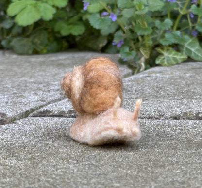 Weinbergschnecke – Bild 6