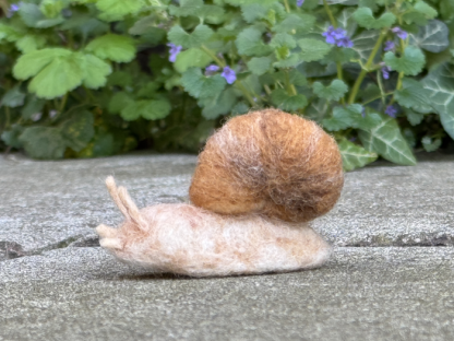 Weinbergschnecke – Bild 7