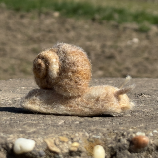 Weinbergschnecke