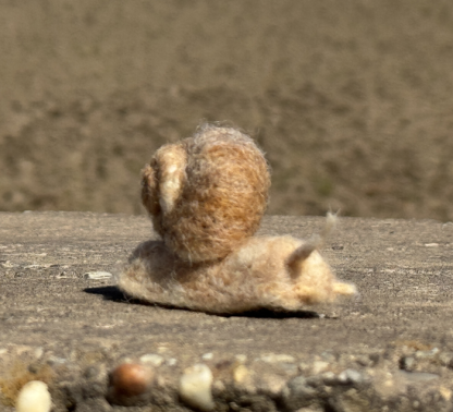Weinbergschnecke – Bild 2