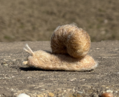 Weinbergschnecke – Bild 4