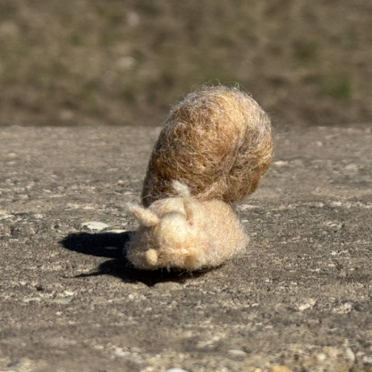 Weinbergschnecke – Bild 5