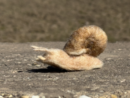 Weinbergschnecke – Bild 3