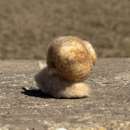 Weinbergschnecke – Bild 4