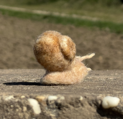 Weinbergschnecke – Bild 5