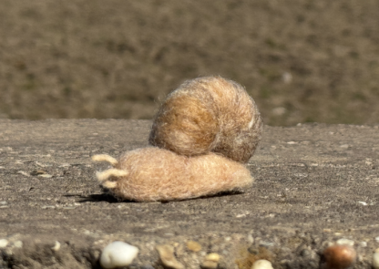 Weinbergschnecke – Bild 3