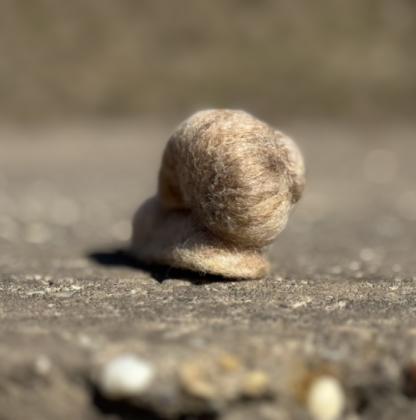 Weinbergschnecke – Bild 4