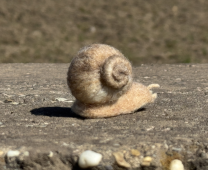 Weinbergschnecke – Bild 5