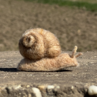 Weinbergschnecke
