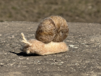Weinbergschnecke – Bild 3