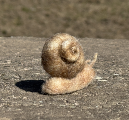 Weinbergschnecke – Bild 5
