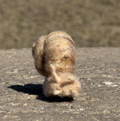 Weinbergschnecke – Bild 6